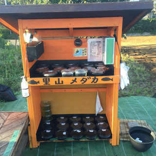 里山めだか 改良めだかとミジンコ 無人販売所 10/1