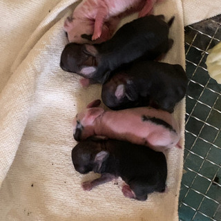 子うさぎ5羽 里親募集🐾 