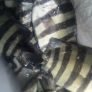 大人気！　自然遊び未初級者限定！　釣り、潮干狩り体験、勉強会、基本技術、安全講習♪　 の画像