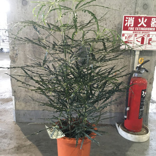 観葉植物　アラレアグリーンエレガンス