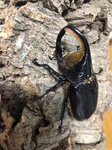 サタンオオカブト♂