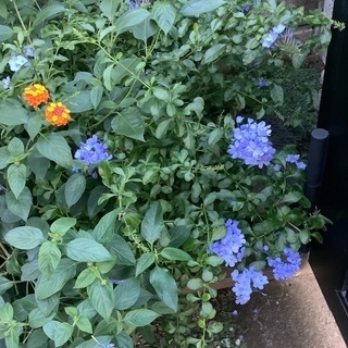 ルリマツリ　植木