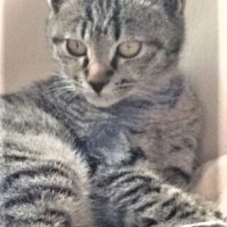 保護猫１歳【サーちゃん】日本猫のルーツ「キジトラ」の里親さんにな...