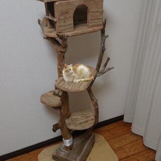 売り切れました。流木キャットタワー4段テーブル・(サイズ中)の画像