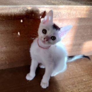 10/27更新。保護猫を迎えよう！生後３ヶ月。No.58 、60...