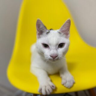 ♡譲渡型保護猫カフェで働きませんか？♡正社員・アルバイトの画像