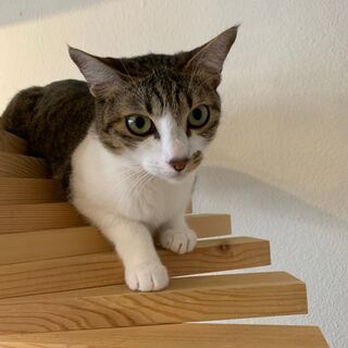 ♡譲渡型保護猫カフェで働きませんか？♡正社員・アルバイトの画像