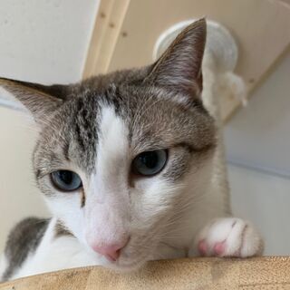 ♡譲渡型保護猫カフェで働きませんか？♡正社員・アルバイトの画像