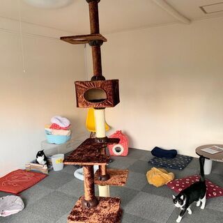 ♡譲渡型保護猫カフェで働きませんか？♡正社員・アルバイトの画像