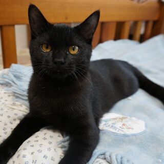 生後４ヵ月、人馴れ抜群の男の子   　すてきなご家族に引き受けて...