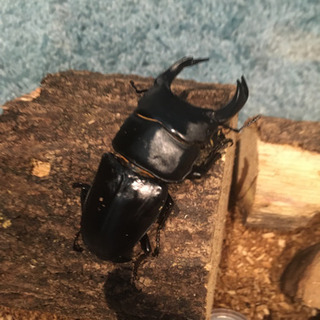 大クワガタ♂76mm