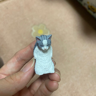 マンチカンの画像