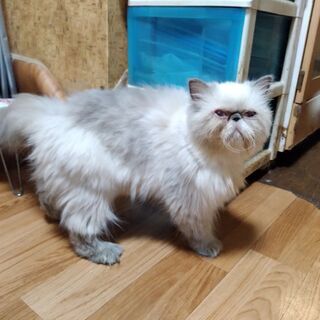 エキゾチックロングヘアー　差し上げます。