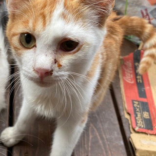 野良猫3匹の里親様募集