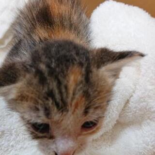 里親募集🐱