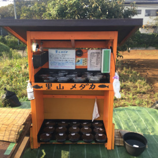 無人販売所の里山めだか  メダカとミジンコ 10/2