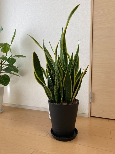 サンスベリア　大型