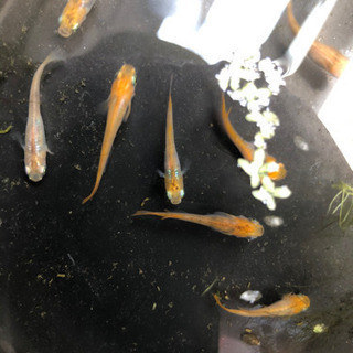 三色メダカ　稚魚〜若魚　15匹　信濃メダカ