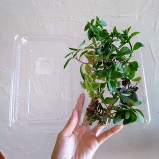 多肉植物　１５種類以上セット