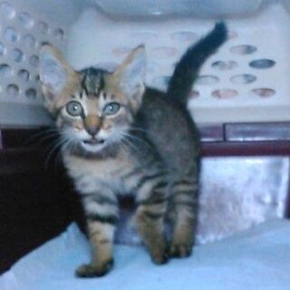 ２か月子猫　緊急募集