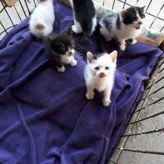保護ネコの里親を探しています🙇