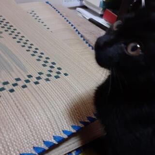 近所に野良の子猫が捨てられていました。