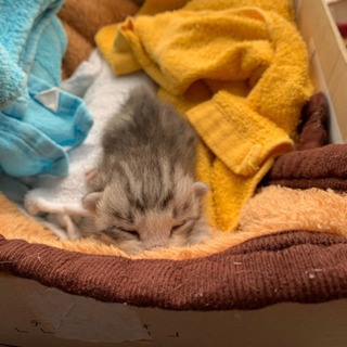 目の開いてない子猫ちゃんを飼った事のある方　助けて下さい。