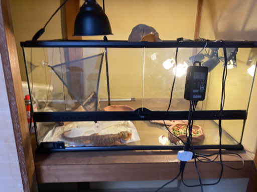 フトアゴトカゲ　ケージのみです