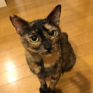 慣れ慣れのサビ柄の女の子　2歳位
