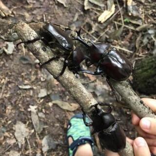 国産　カブトムシ　幼虫