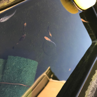 めだか　個人販売　秋セール売り尽くしの画像