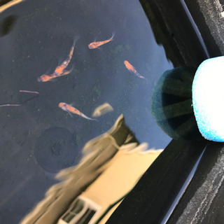 めだか　個人販売　秋セール売り尽くしの画像