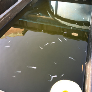 めだか　個人販売　秋セール売り尽くしの画像