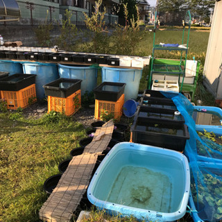 めだか　個人販売　秋セール売り尽くし