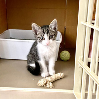 生後1.5〜2ヶ月　元気な男の子　子猫　
