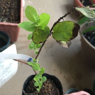 大実豊産性ハスカップ（ハニーベリー）：ボレアルビーストの画像