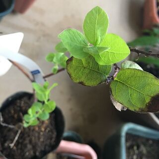 大実豊産性ハスカップ（ハニーベリー）：ボレアルビーストの画像