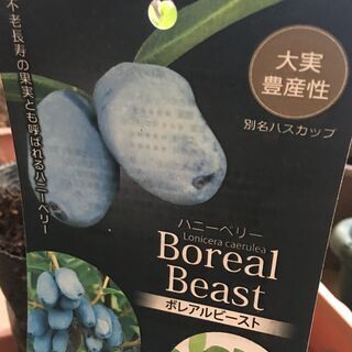 大実豊産性ハスカップ（ハニーベリー）：ボレアルビースト
