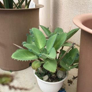 植物　6種＋おまけ☆set🍀の画像