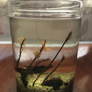 植物　6種＋おまけ☆set🍀の画像