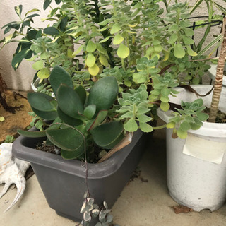 植物　6種＋おまけ☆set🍀