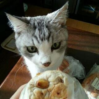 猫好きの方！