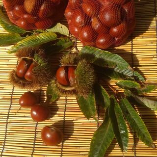 本日限り！一番おいしい時季に、季節の移ろいを感じる旬食材をご自宅...