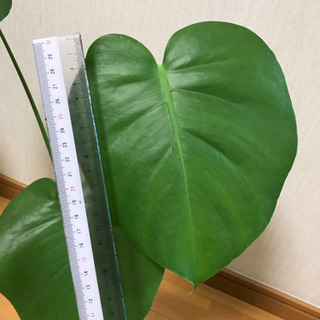 モンステラ(葉が割れないタイプ)大サイズの画像