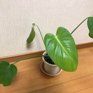 モンステラ(葉が割れないタイプ)中サイズ