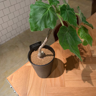 ウンカリーナ　ルーズリアナ 実生　塊根植物