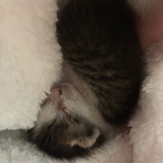 子猫の一時預かりできる方を探しております。