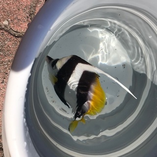 釣りガール募集 − 京都府