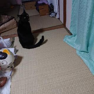 里親募集中。