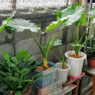 クワズイモ大株